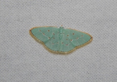 Comostolopsis stillata