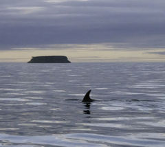 Lagenorhynchus albirostris