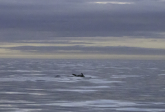 Lagenorhynchus albirostris