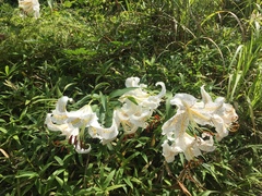 Lilium auratum