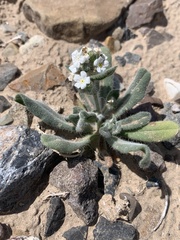 Amsinckiopsis kingii