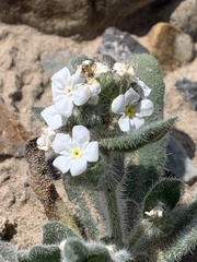 Amsinckiopsis kingii