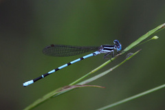 Argia bipunctulata