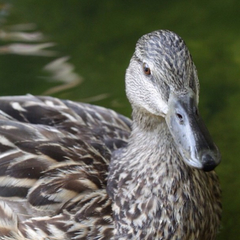 Anas platyrhynchos