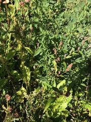 Persicaria maculosa