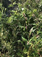 Persicaria maculosa