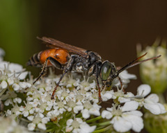 Tachysphex pechumani