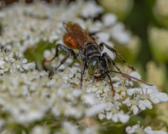 Tachysphex pechumani