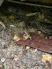 Mannophryne trinitatis