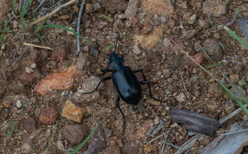 Ground beetle photo 4