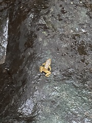 Mannophryne trinitatis