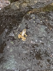 Mannophryne trinitatis