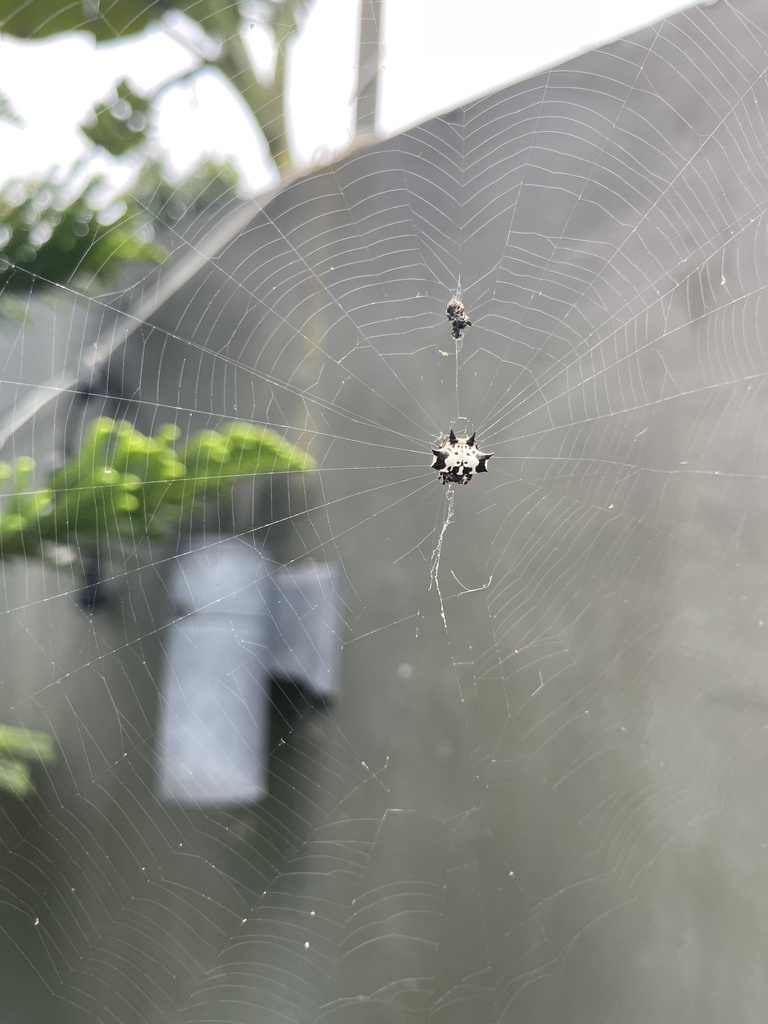 Black-and-white Spiny Spider in July 2022 by kttan0054 · iNaturalist