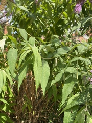 Buddleja