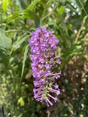 Buddleja