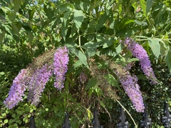 Buddleja