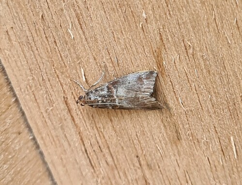 Grey Knot-horn, De Marne, Groningen, Netherlands, photo 10 of 10
