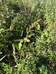Echinochloa crus-galli