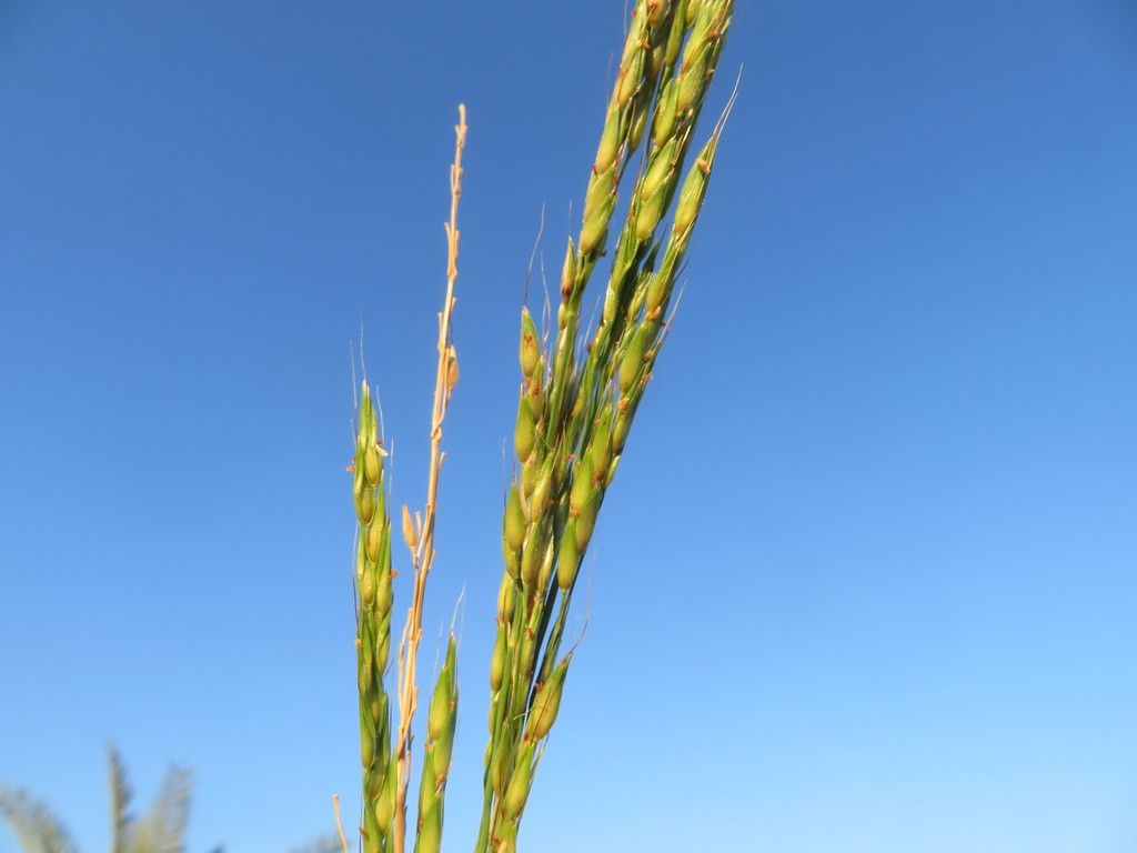Sorghum virgatum
