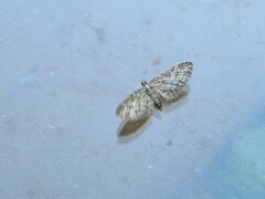 Eupithecia inturbata