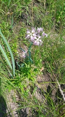 Dianthus superbus