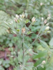 Polemonium caeruleum