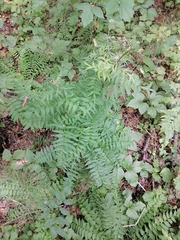 Polemonium caeruleum
