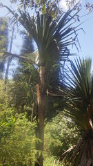 Pandanus vandamii