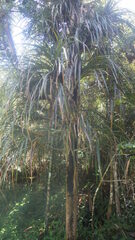 Pandanus pulcher