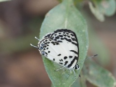 Tuxentius margaritaceus