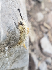 Orgyia pseudotsugata