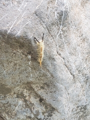 Orgyia pseudotsugata