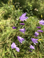 Campanula bononiensis