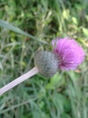Cirsium canum