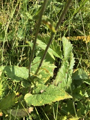 Campanula bononiensis