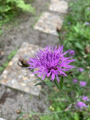 Centaurea