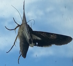 Melipotis famelica