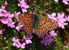 Euphydryas intermedia