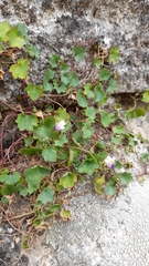 Cymbalaria muralis