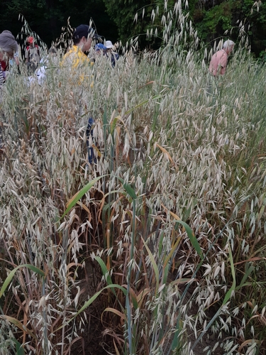 Avena nuda iNat (2)
