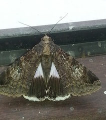 Melipotis famelica