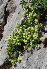 Galium megalospermum
