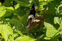 Charaxes bohemani