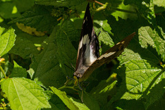 Charaxes bohemani