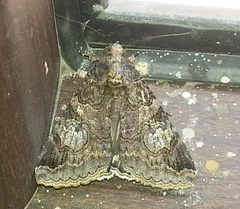 Melipotis famelica