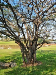 Ficus natalensis
