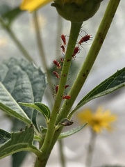 Uroleucon obscuricaudatum