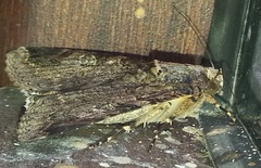 Melipotis famelica