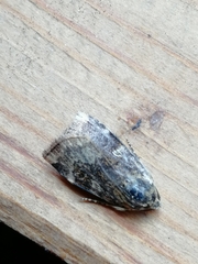 Cryptocala chardinyi