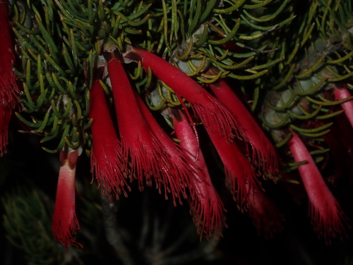 Image of Melaleuca eriocarpa by (c) Thomas Mesaglio, some rights reserved (CC BY)